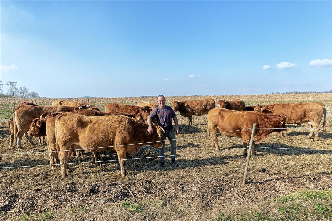 Kirchberger Rinder ziehen auf neue Weide um Foto: J. Fiedler