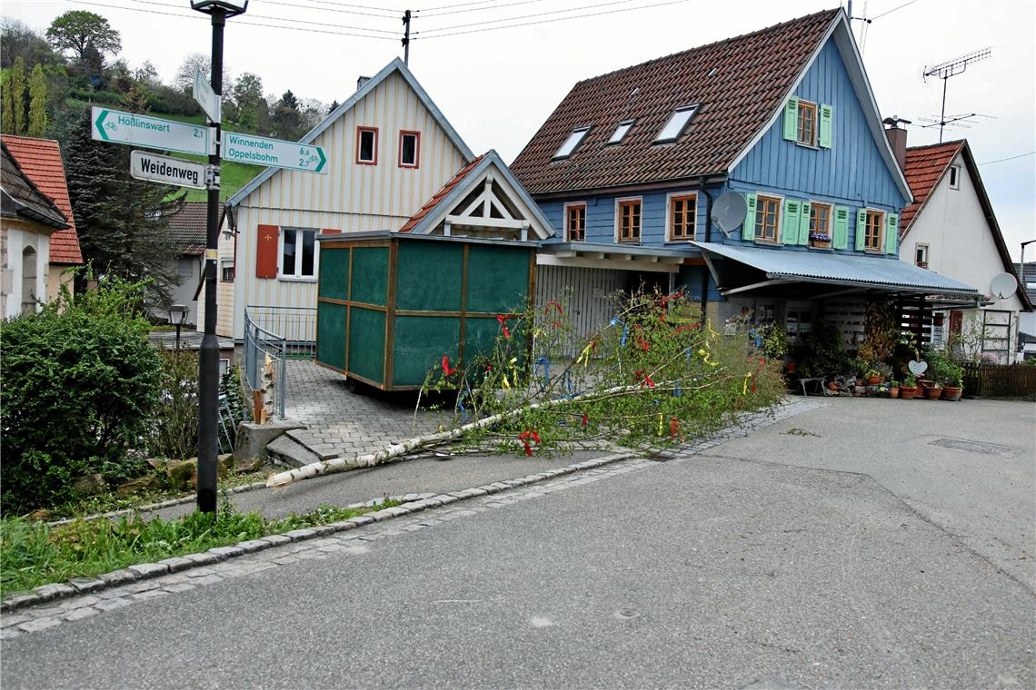Vier Maibäume mit der Kettensäge gefällt Foto: Umgesägter Maibaum in Berglen. Foto: 7aktuell/Kevin Lermer