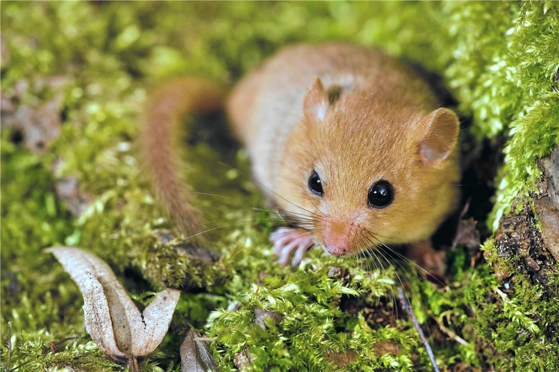 Weg frei für die Haselmaus Foto:Imago/ Blickwinkel