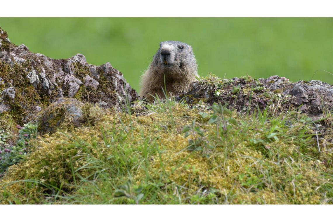 Natur im Fokus - Wenn Fotos Tiere stören Fotos von Tieren und Pflanzen tragen auch zur Wertschätzung der Natur bei. (Archivbild)