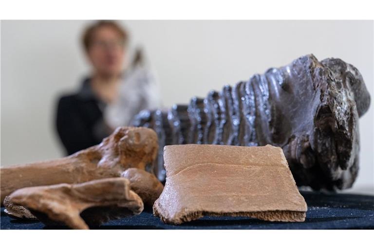 Fragmente von Schildkrötenpanzern (oben rechts) der europäischen Sumpfschildkröte liegen im Hörsaal des Landesmuseums für Archäologie in Halle/Saale neben dem Oberschenkelknochen einer Hyäne, dem Zahn eines Mammuts und Feuersteingeräten.