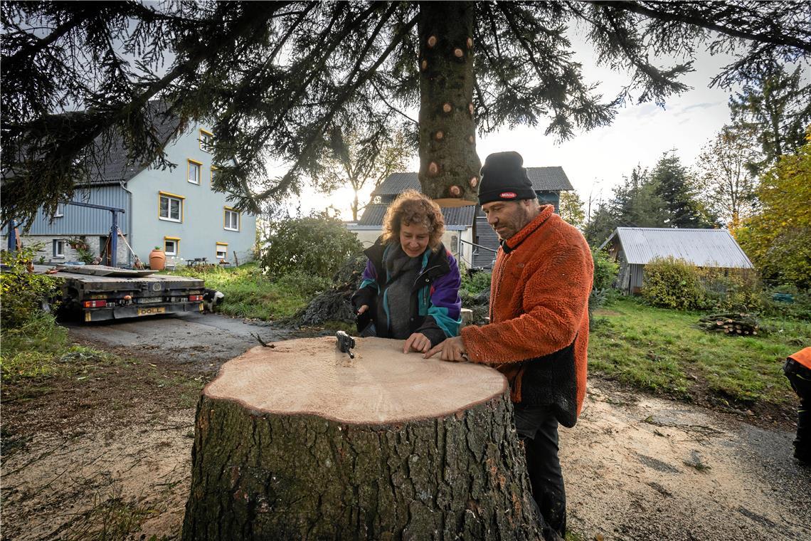 Ein Baum aus Sulzbach macht Karriere in Stuttgart Frank und Ute Gruber schauen sich die Jahresringe der 60 Jahre alten Tanne an, die zu Franks Geburt gepflanzt wurde.