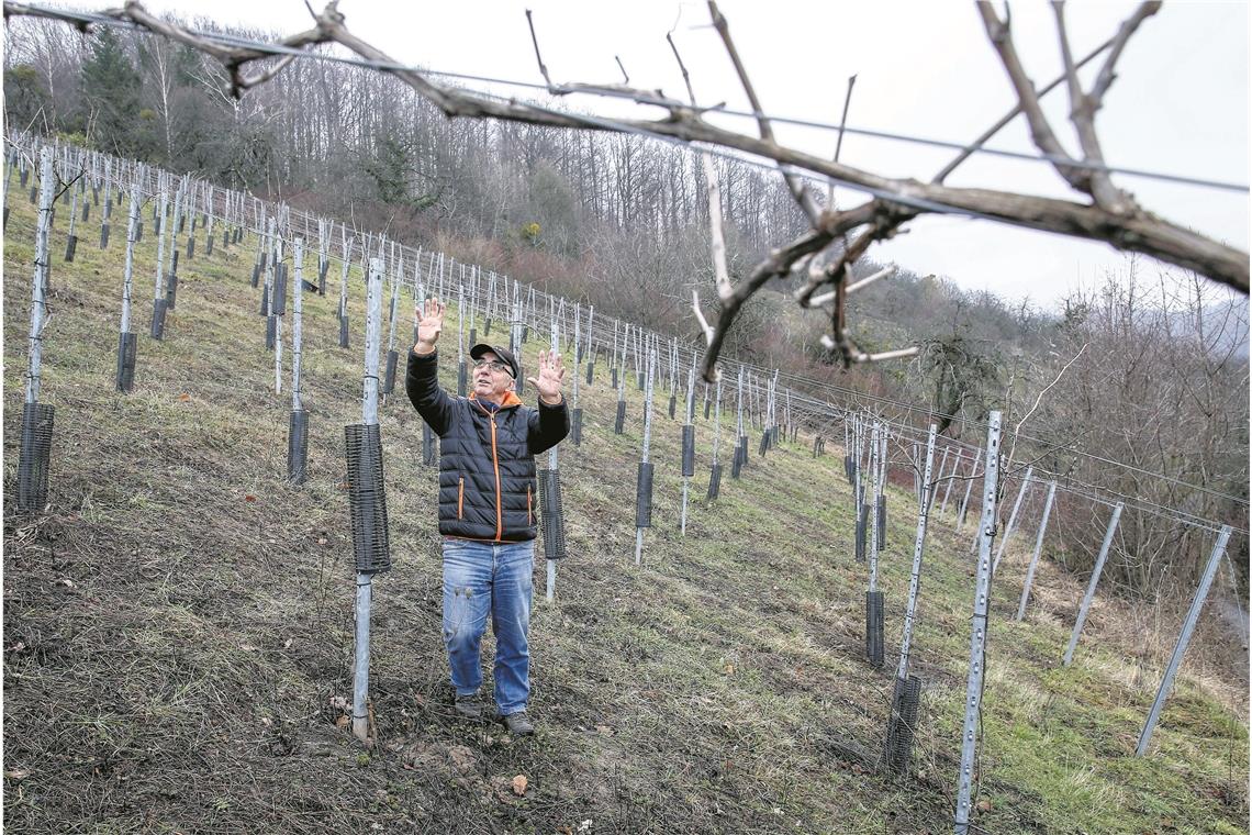 Franz Karl Matyas erläutert den Weinbau auf dem Ebersberg. Im Hintergrund ein zugewachsenes Flurstück, auf dem auch Wein wachsen soll. Foto: A. Becher