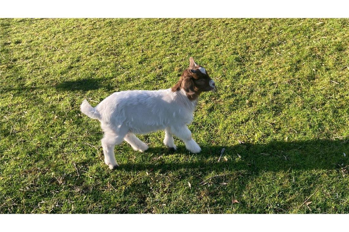 Frech und tollpatschig: Babyziegen im Höhenpark Killesberg in Stuttgart.