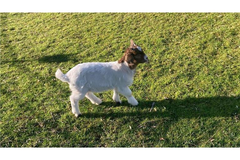 Frech und tollpatschig: Babyziegen im Höhenpark Killesberg in Stuttgart.