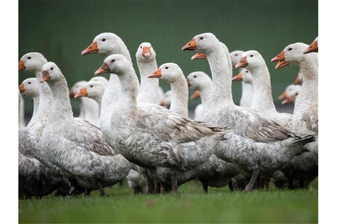 Gegen Ausbreitung der Geflügelpest Stallpflicht angeordnet Freilandgänse stehen auf einer Wiese. Foto: Christian Charisius/dpa/Archivbild
