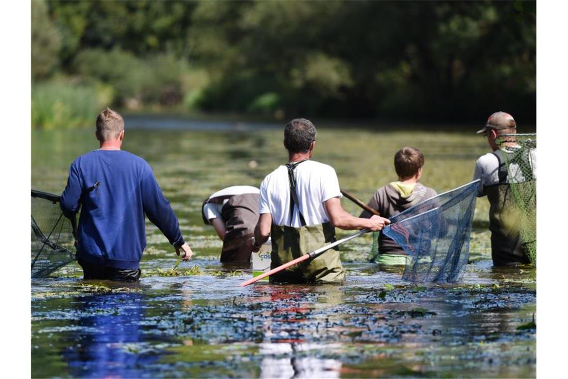 Dünger-Katastrophe vor fünf Jahren schädigt Jagst bis heute Freiwillige Helfer sammeln in der Jagst tote Fische. Foto: Uwe Anspach/dpa/Archivbild