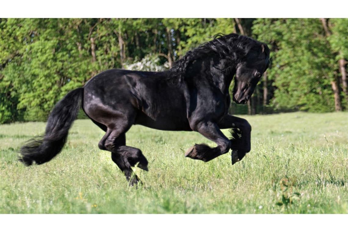 Friesenfpferd im Galopp – passt der Vergleich zu Nick Woltemade?