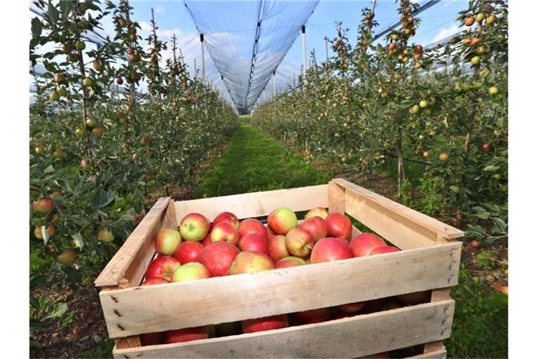 Frisch geerntete Äpfel stehen in einer Apfelplantage. Foto: Karl-Josef Hildenbrand/dpa/Symbolbild