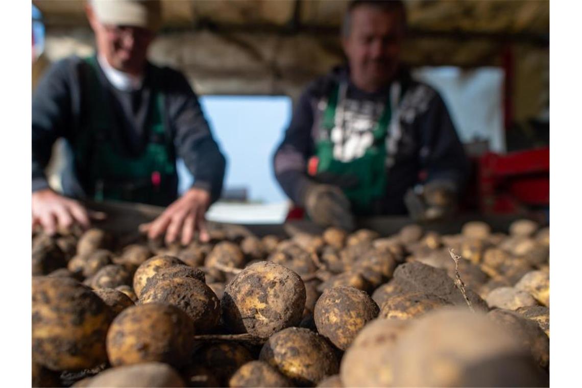Frisch geerntete Kartoffeln liegen auf einem Förderband der Feldverladestation. Foto: Klaus-Dietmar Gabbert/dpa-Zentralbild/dpa
