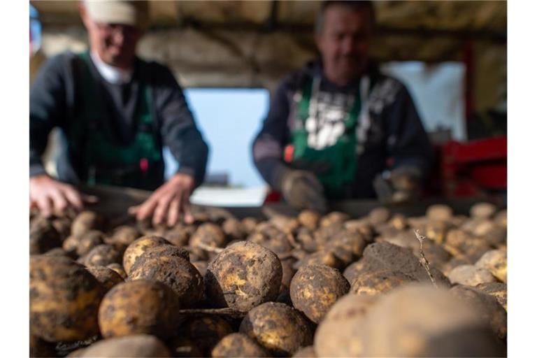 Frisch geerntete Kartoffeln liegen auf einem Förderband der Feldverladestation. Foto: Klaus-Dietmar Gabbert/dpa-Zentralbild/dpa