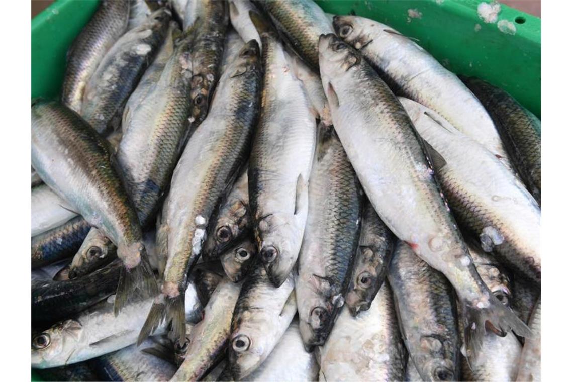 Vielen Ostsee-Fischern droht das Aus