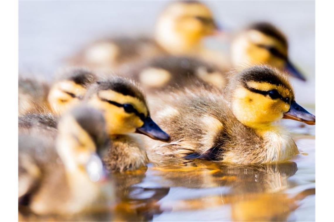 Frisch geschlüpfte Entenküken sind zu sehen. Foto: Rolf Vennenbernd/dpa/Symbolbild