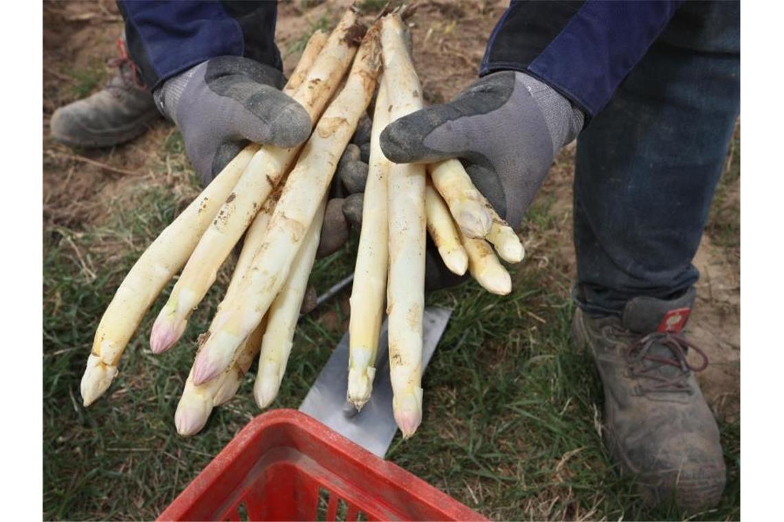 Kälte sorgt für teuren Spargel Frisch gestochener Spargel. Foto: Karl-Josef Hildenbrand/dpa