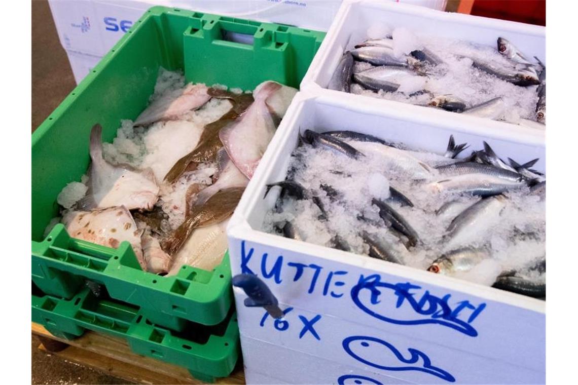 Frischer Hering (r) und Scholle sind bei einem Großhändler im Fischmarkt Hamburg-Altona im Angebot. Foto: Christian Charisius