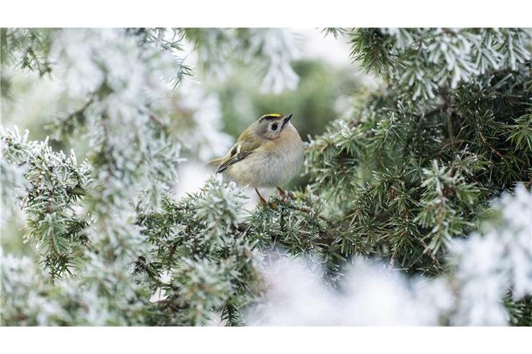 Frostig - aber wenig Aussicht auf Schnee.