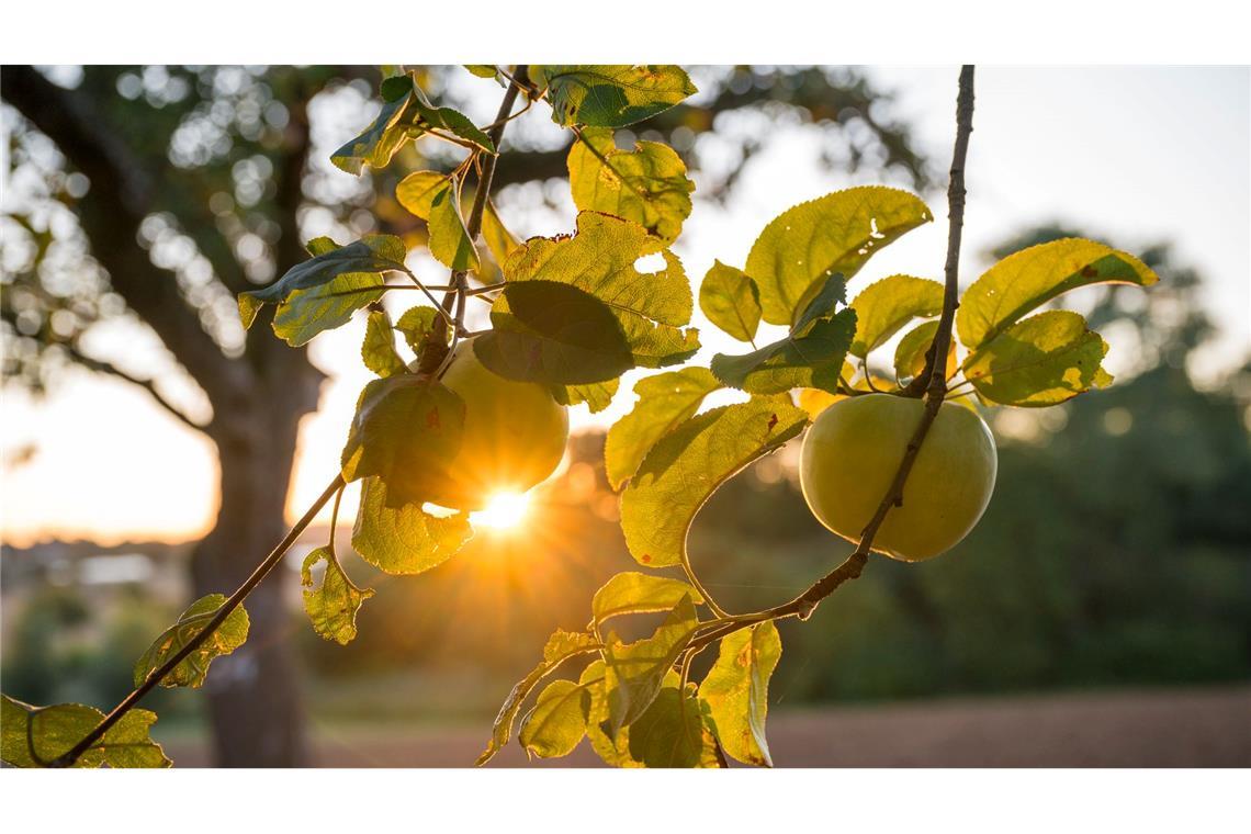 Bilder des Tages Fruchtiger Sonnenaufgang