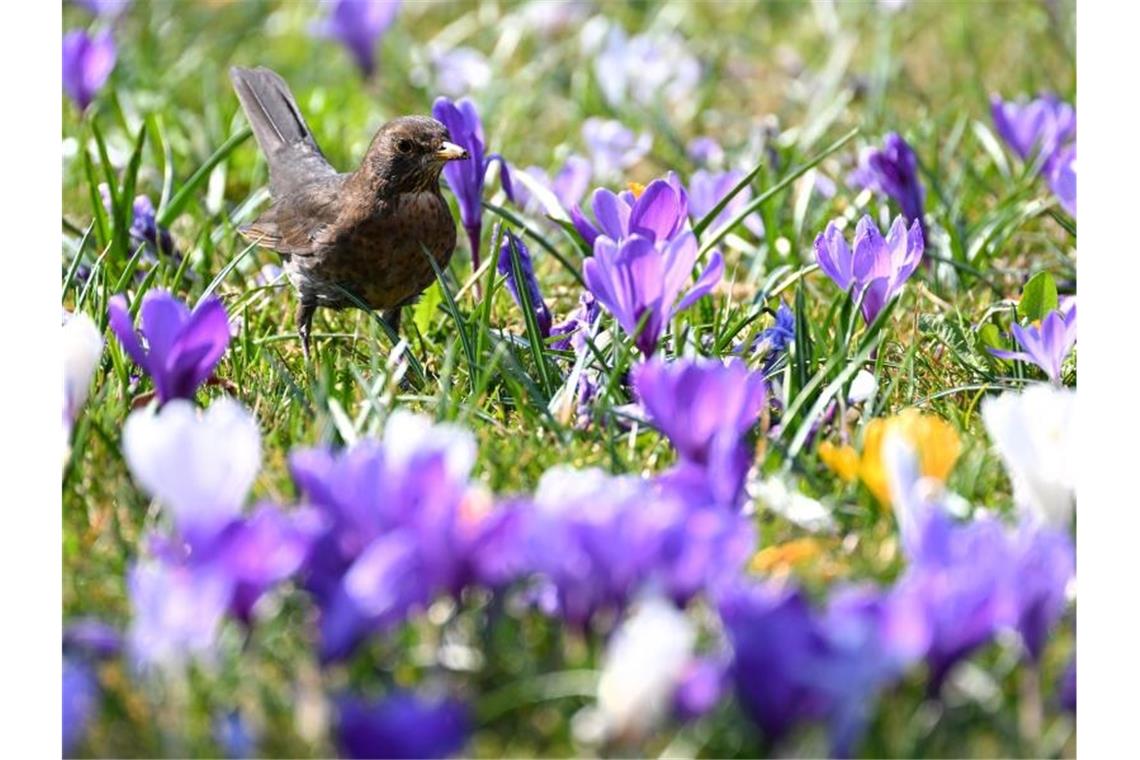 Frühling am Bodensee: Eine Amsel läuft im Uferpark in Langenargen durch eine Wiese voller Krokusse. Foto: Felix Kästle/dpa
