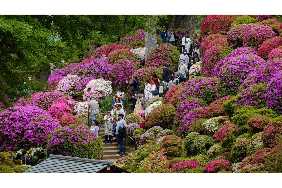 Frühling in Japan: Menschen flanieren in Tokio zwischen blühenden Azaleen.