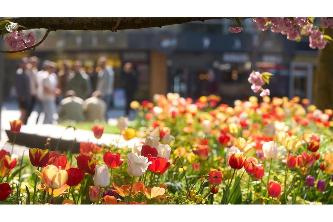 Frühlingsblüten in Koblenz