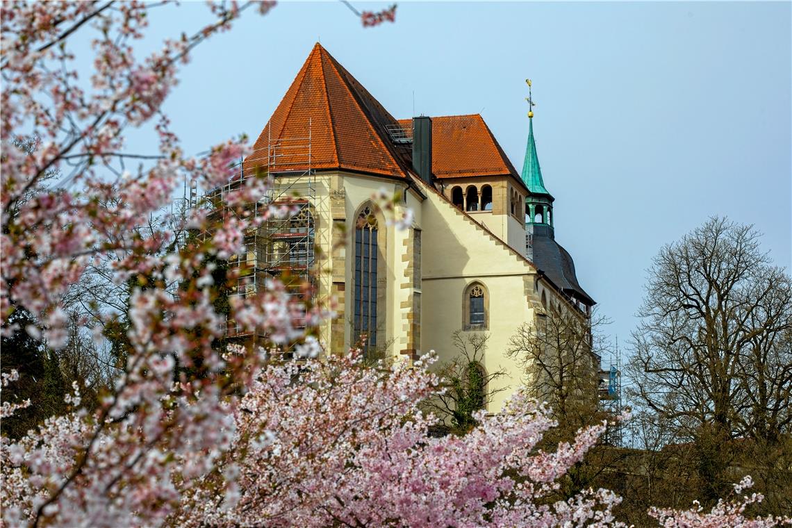 Frühlingsboten: Die Kirschbäume blühen im Annonay-Garten. Im Hintergrund ist die Stiftskirche mit Baugerüst zu sehen. Foto: A. Becher