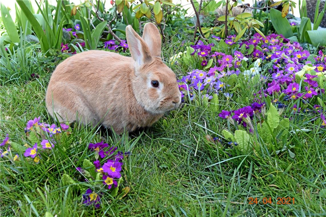 Frühlingserwachen bei Hase Paul