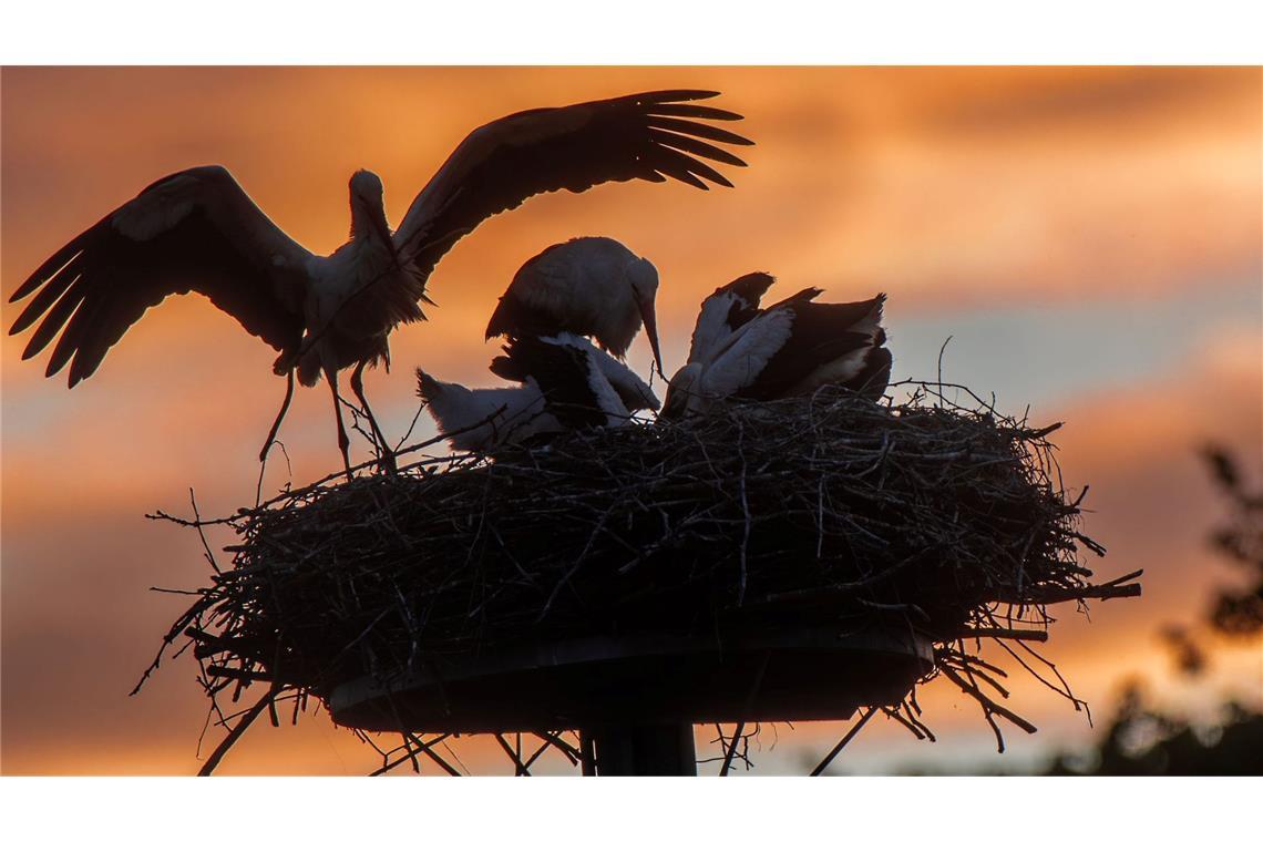 Bilder des Tages Frühstück bei den Störchen