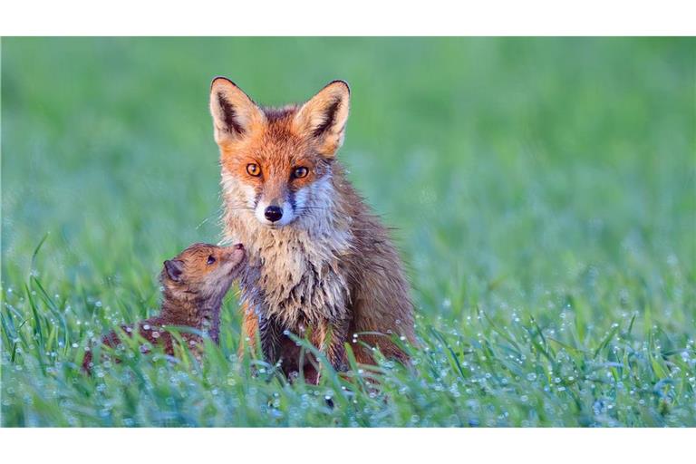 Füchse im Morgentau