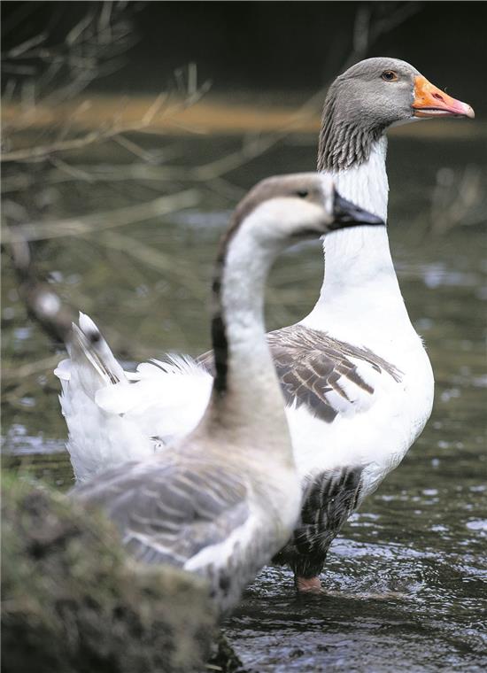 Die Gänse ziehen weiter ihre Bahnen Fühlen sich in Unterweissach sichtlich wohl: Seit Monaten sind die Gänse auf, in und an der Weißach unterwegs. Foto: A. Becher