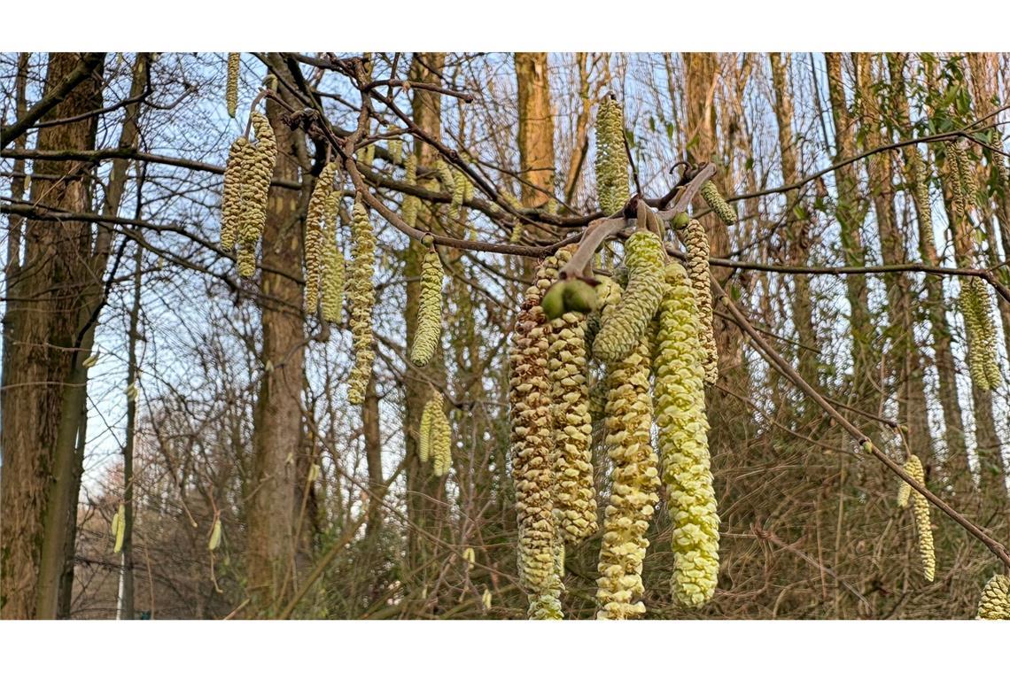 Für Allergiker geht die Belastung durch Haselpollen jetzt im Januar richtig los.