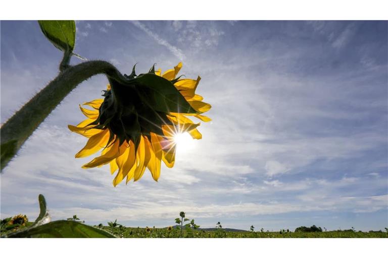 Für Baden-Württemberg kündigt der Deutsche Wetterdienst (DWD) freundliche Tage an (Symbolfoto).