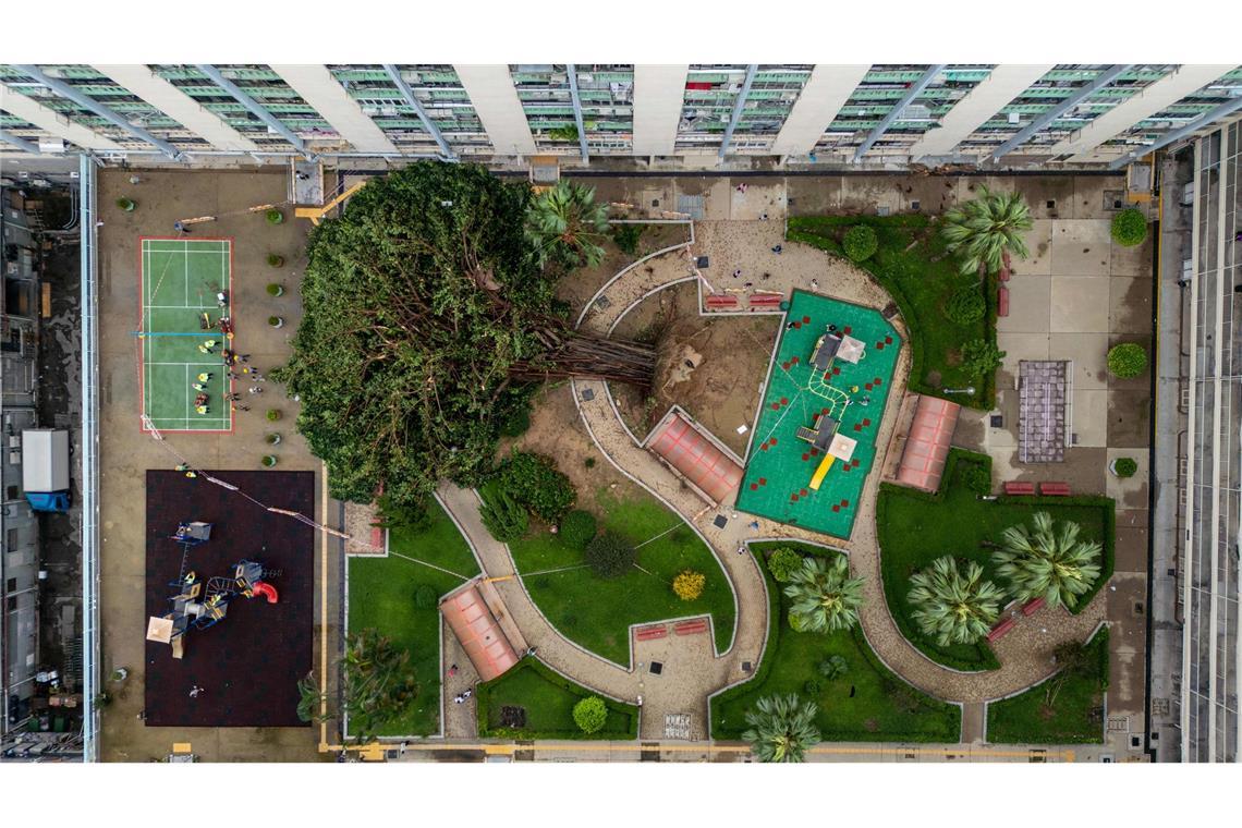 Bilder des Tages Für Bäume einfach umwerfend: Taifun "Ragasa" hat in Hongkong in einer Wohnsiedlung gewütet und ein Baum ist umgestürzt.