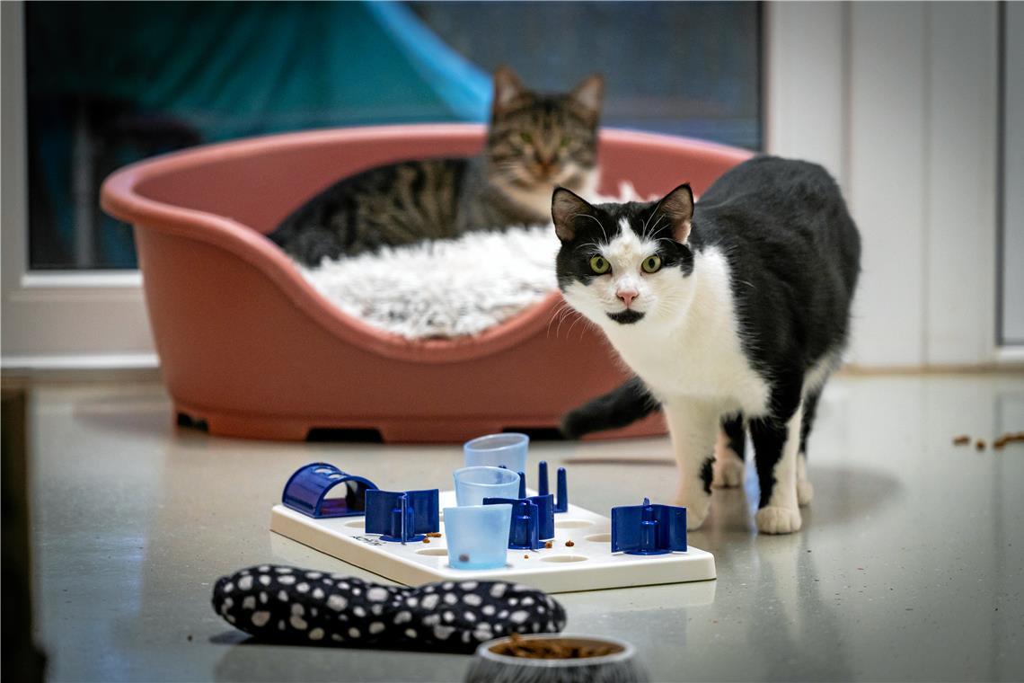 Zahlreiche Interessenten für die Welpen im Tierheim Großerlach