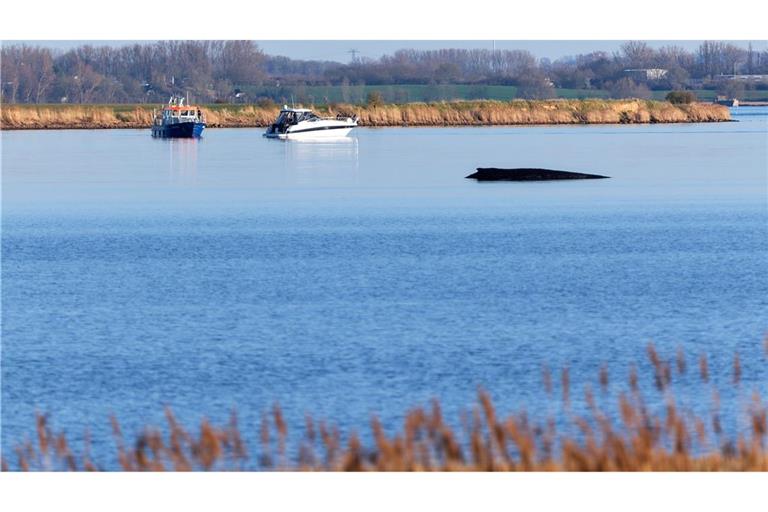 Für den Buckelwal in der Wismarer Bucht sind die Überlebenschancen sehr gering. (Archivbild)