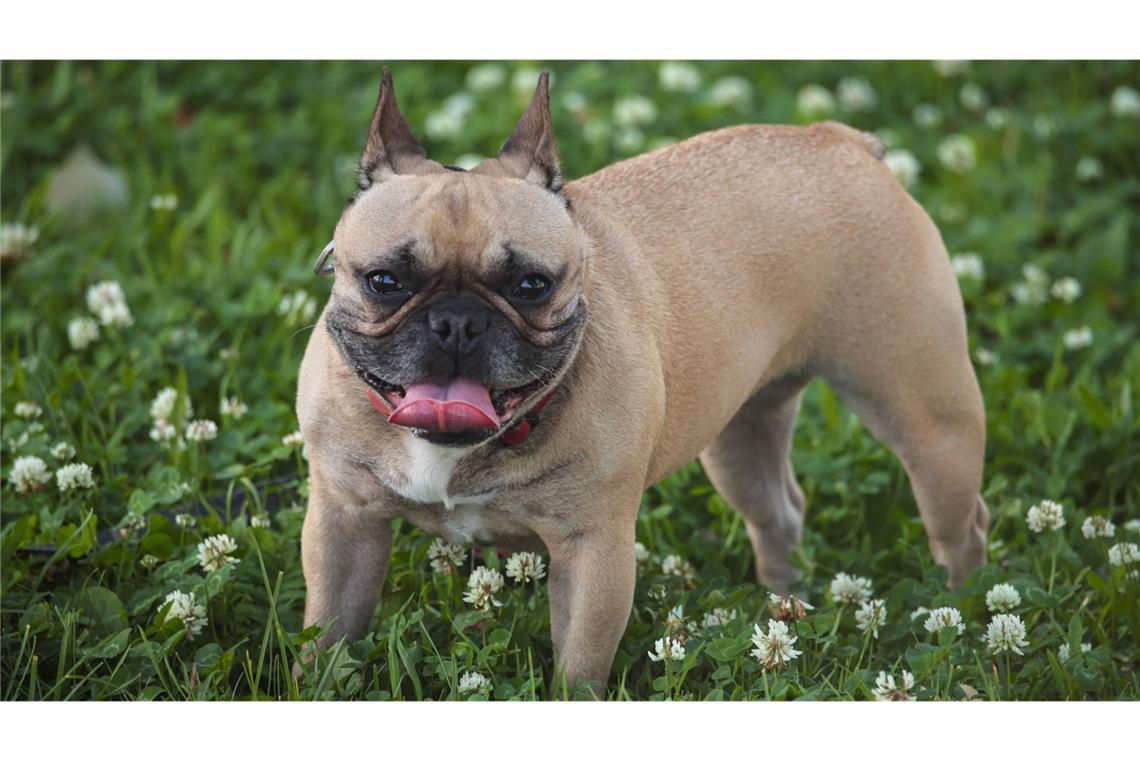 Für den Bulldogge kam jede Hilfe zu spät (Symbolbild).