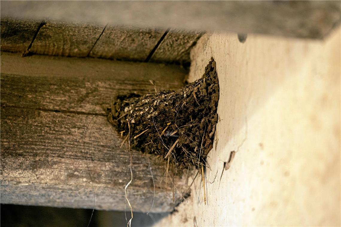Auf diesem Hof in Burgstetten sind Schwalben willkommen Für den Nestbau verwenden Rauchschwalben allerlei verschiedene Materialien – unter anderem auch Pferdehaare. An den Holzbalken in der Scheune fühlen sie sich wohl.