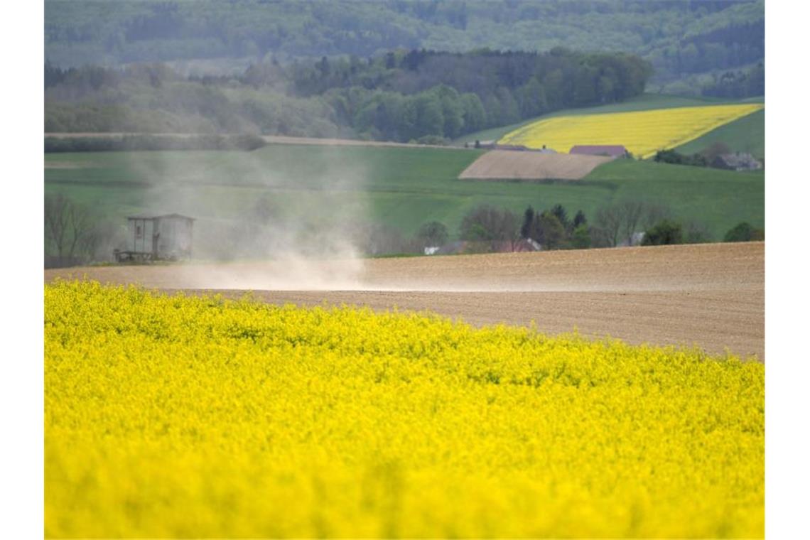 Bauern nach Dürre-Einbußen mit vorsichtigen Erwartungen Für die Ernte dieses Jahres kommt es auf das Wetter in den nächsten zwei, drei Wochen an. Foto: Helmut Fohringer/APA