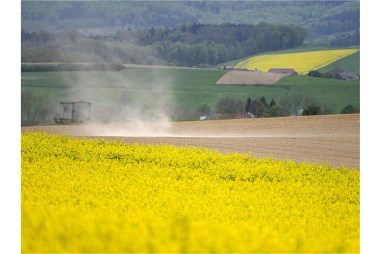 Für die Ernte dieses Jahres kommt es auf das Wetter in den nächsten zwei, drei Wochen an. Foto: Helmut Fohringer/APA