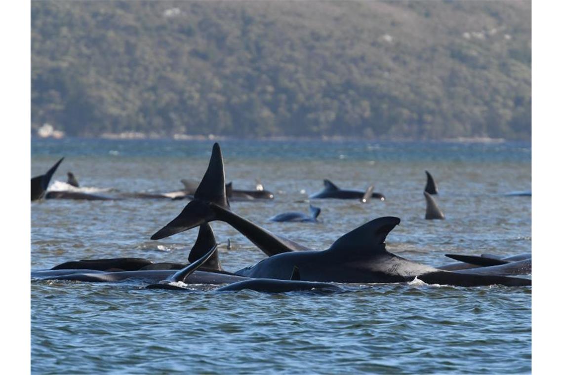 Für die Helfer wird die Rettung der noch lebenden Grindwale an Australiens Küste zum Wettlauf gegen die Zeit. Foto: The Advocate/Pool/THE ADVOCATE/AAP/dpa