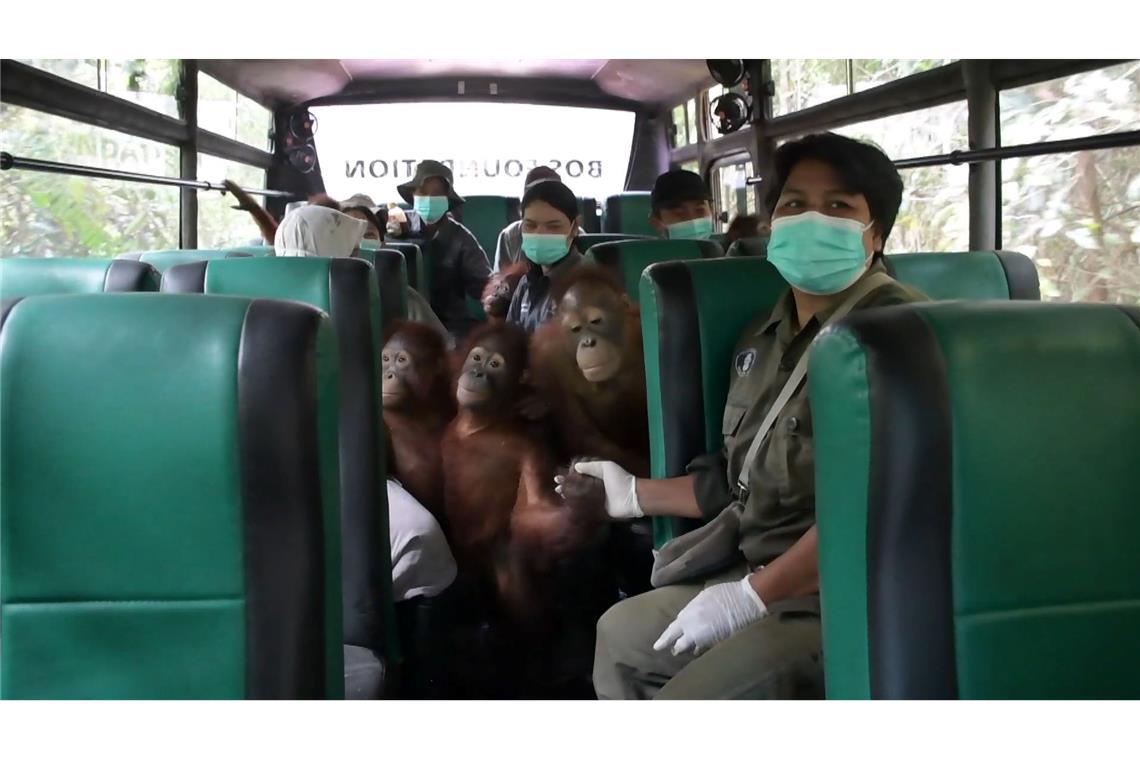 Orang-Utans im Bus: Waldschule auf Borneo zieht um