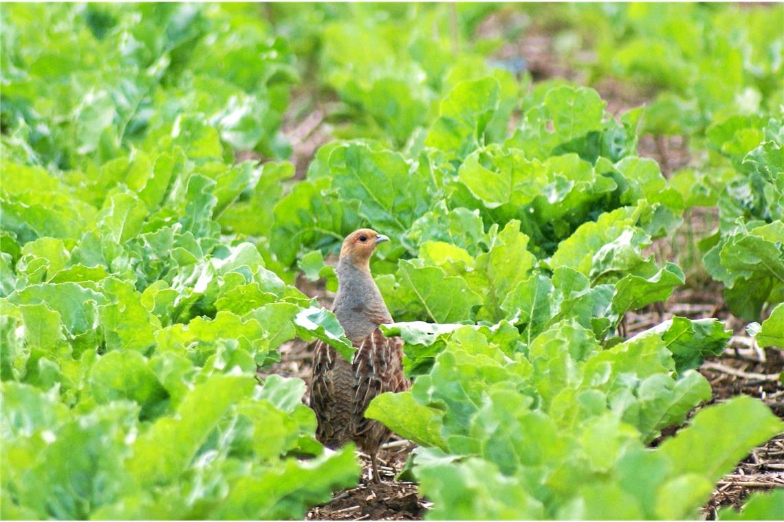 18 Rebhuhn-Brutpaare auf dem Schmidener Feld Für die Menschen ist der Anblick von Rebhühnern eine schöne Abwechslung. Foto: Landratsamt