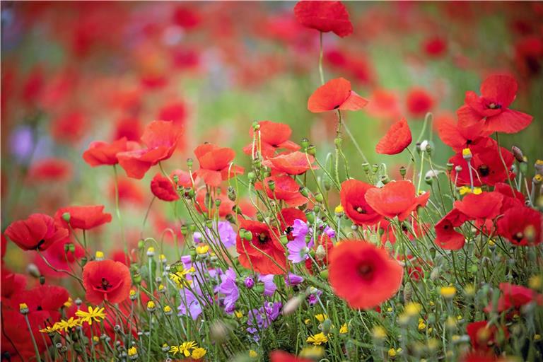 Für die örtliche Flora war der vergleichsweise regenreiche Juni ein Segen.Foto: A. Becher