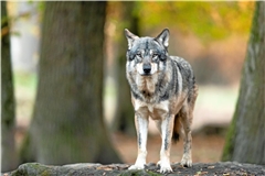 Für die Rehrisse im Bereich Murrhardt war kein Wolf verantwortlich. Symbolbild: AB Photography / Adobe Stock 