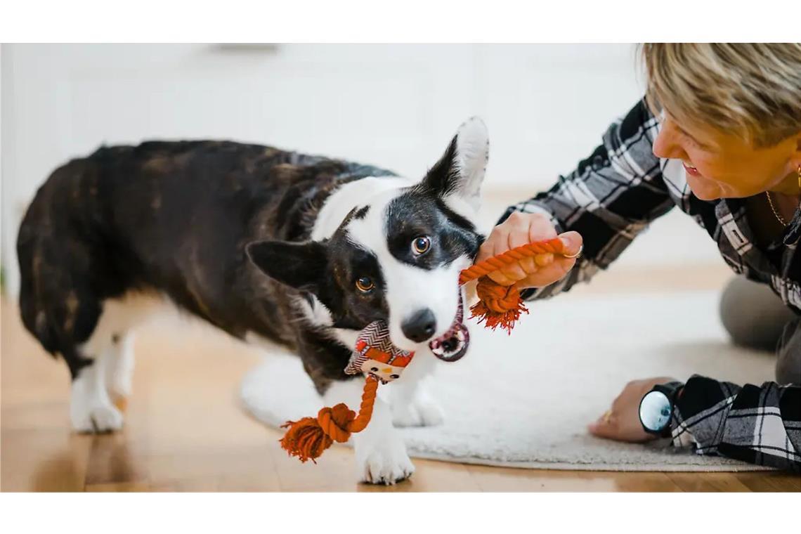 Für eine gute Beziehung zum eigenen Hund wird Spielen empfohlen - eine Studie stützt diesen Rat.