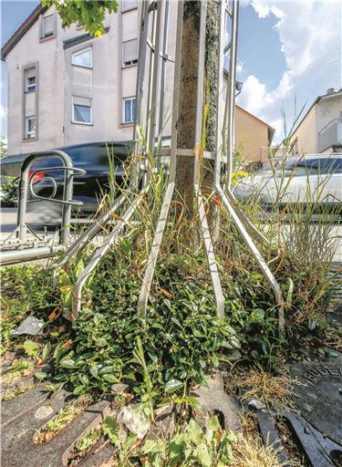 Für eine regelmäßige Pflege der Baumscheiben fehlt das Personal. Neben Kaugummi und Kippen landet vieles im Gestrüpp.