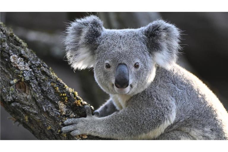 Für eine Tierschutzpartei sind die Abschüsse eine „nationale Schande“. (Symbolbild)