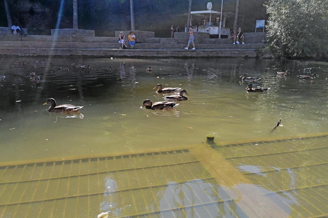 Für Enten am Bleichwiesenparkplatz in Backnang reicht der Wasserstand noch aus. Foto: K. Doberer