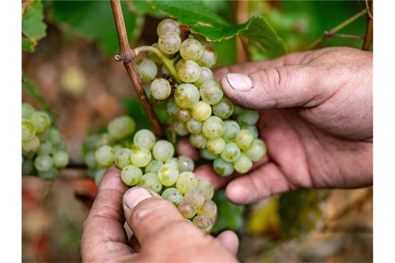 Für Frankreichs Winzer zeichnen sich historisch schlechte Erträge ab. Die Weinbauern im Elsass an der Grenze zu Baden-Württemberg trifft es mit um 12 Prozent geringere Ertragsaussichten vergleichsweise milde. Foto: Marijan Murat/dpa