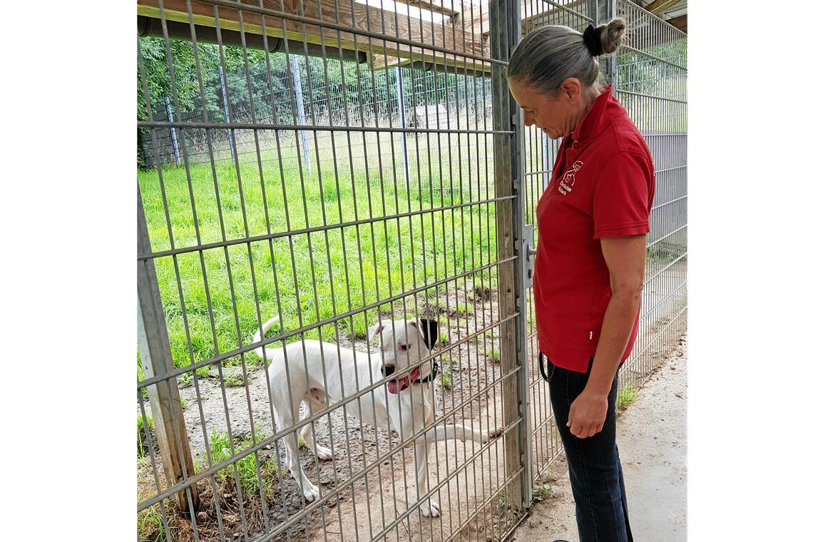 Tierheime sind an ihrer Belastungsgrenze Für Hades, einen Dogo Argentino, sucht Marion Bentrup ein neues Zuhause. Foto: privat