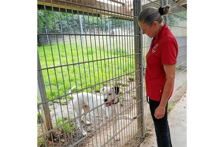 Für Hades, einen Dogo Argentino, sucht Marion Bentrup ein neues Zuhause.  Foto: privat